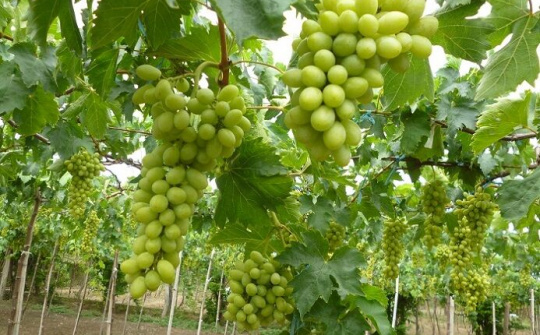 Lễ hội nho và vang Ninh Thuận 2019: Có nhiều hoạt động hấp dẫn cho du khách