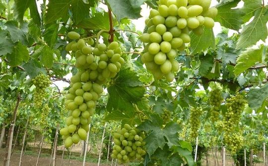 Lễ hội nho và vang Ninh Thuận 2019: Có nhiều hoạt động hấp dẫn cho du khách