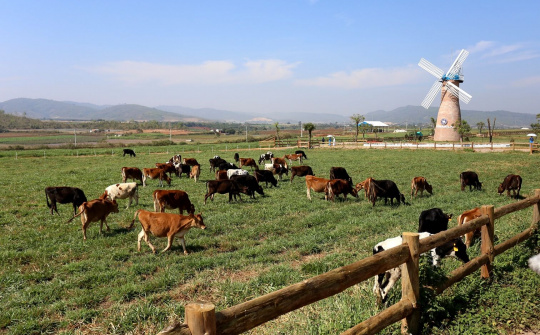 Nguồn nguyên liệu tăng trưởng nhanh giúp Vinamilk sản xuất 5.5 triệu hộp sữa tươi/ ngày