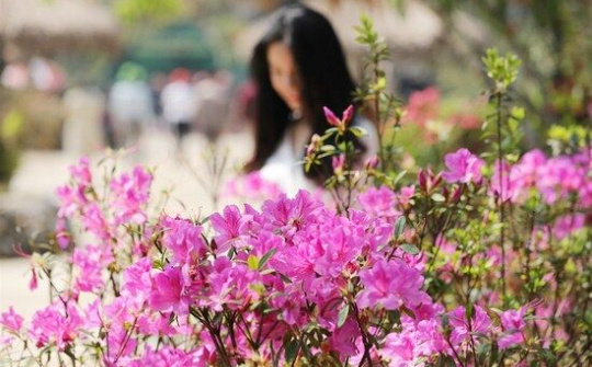 Đây mới là thời điểm đẹp nhất để lên Tây Bắc ngắm đỗ quyên bung nở