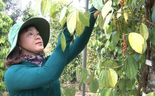 Làm giàu nhờ sự nỗ lực, dám nghĩ, dám làm