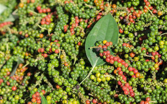 Việt Nam hiện xuất khẩu tới 95% sản lượng hồ tiêu