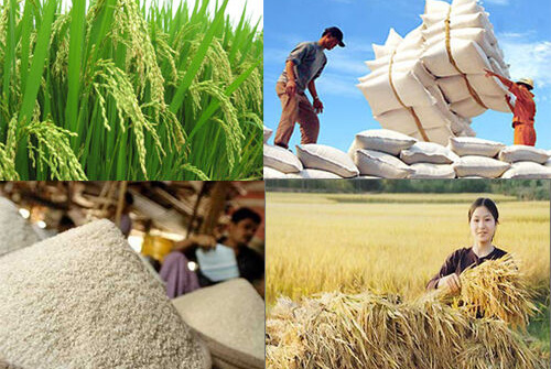 Năm 2030: Đưa gạo Việt Nam trở thành thương hiệu hàng đầu thế giới