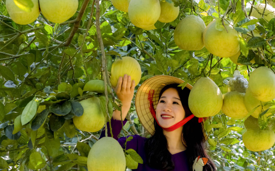 Xuất xứ  thương hiệu Bưởi Đoan Hùng nức tiếng