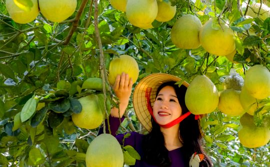 Xuất xứ thương hiệu Bưởi Đoan Hùng nức tiếng