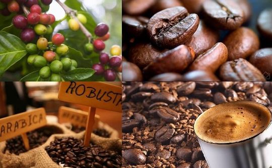 Thương hiệu cà phê Việt Nam và khát vọng toàn cầu