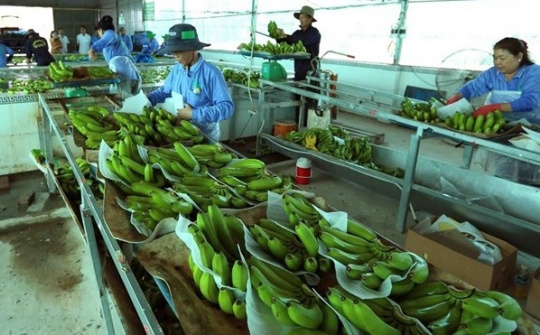 Vietnam, Netherlands agree to enhance agricultural partnership