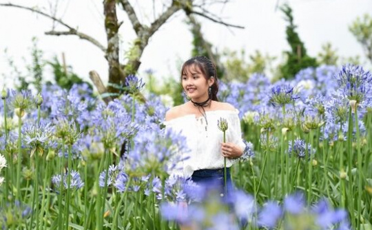 Đỗ quyên trăm tuổi đã bung nở thắm đỉnh núi Fansipan