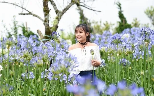 Đỗ quyên trăm tuổi đã bung nở thắm đỉnh núi Fansipan