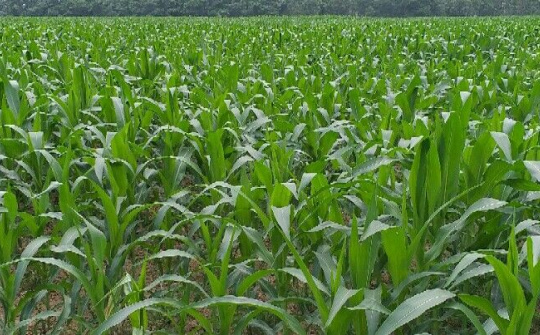 HTX Nông nghiệp dịch vụ Thiệu Hợp đòn bẩy phát triển kinh tế tập thể