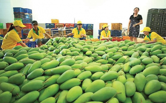Nhiều tín hiệu vui cho xuất khẩu trái cây Việt Nam