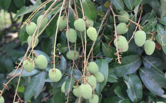 Hải Dương: Người dân Thanh Hà trông chờ cây vải sớm