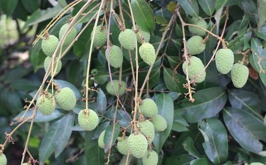 Hải Dương: Người dân Thanh Hà trông chờ cây vải sớm