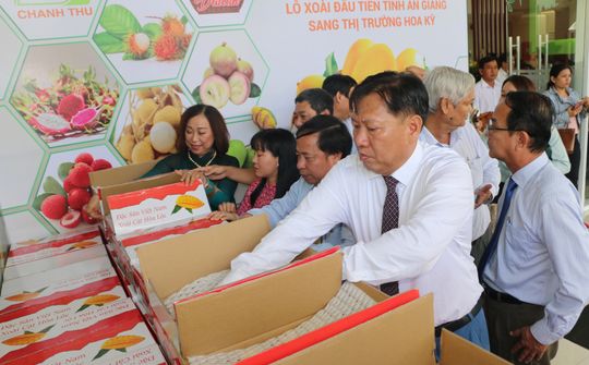 An Giang: Xuất khẩu lô xoài đầu tiên sang thị trường Mỹ