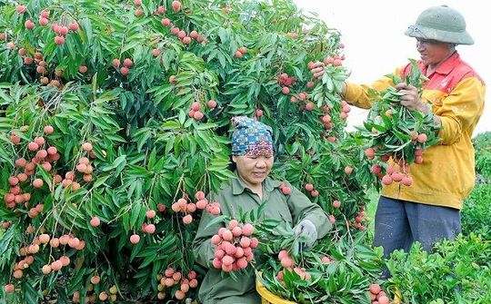 Thanh Hà: Người dân phấn khởi vào vụ thu hoạch vải sớm