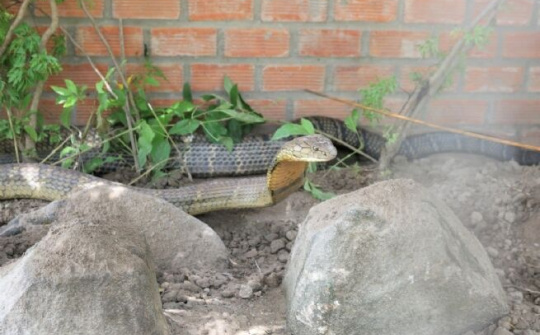 Cặp rắn hổ mây “khủng” đang được chăm sóc và sinh sống rất tốt !