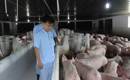 Hỏa tốc chỉ đạo của UBND Tỉnh Long An về chủ động phòng, chống dịch tả heo Châu Phi