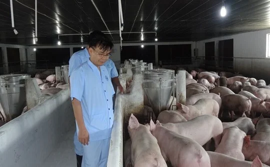Hỏa tốc chỉ đạo của UBND Tỉnh Long An về chủ động phòng, chống dịch tả heo Châu Phi