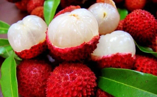 Diễn đàn tiêu thụ vải thiều Bắc Giang