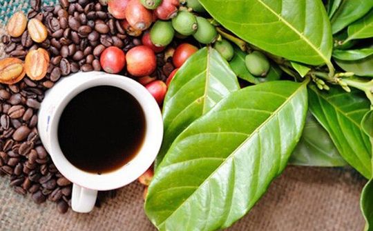 Hướng đi mới cho cà phê Việt
