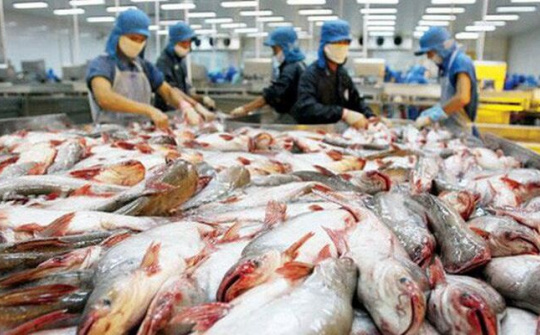 Giữ vững vị thế sản phẩm xuất khẩu chủ lực cho cá tra Việt Nam