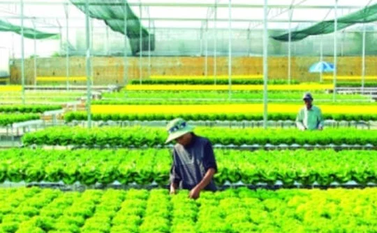 Agribank: Mắt xích quan trọng trong chuỗi liên kết kinh tế tư nhân
