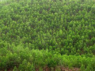 Quản lý và bảo vệ rừng: Nhiều bất cập cần tháo gỡ