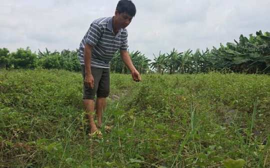 Định hướng phát triển mô hình trồng cây dược liệu ở Hải Dương