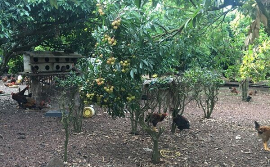 Hải Dương: Hướng đi nào cho cây vải Chí Linh?