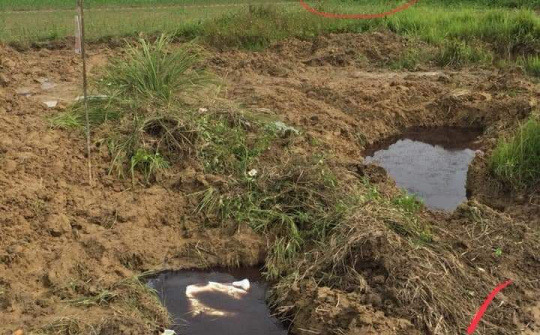 Hậu Lộc: Xã tiêu hủy lợn - Dân không dám dùng nước sạch