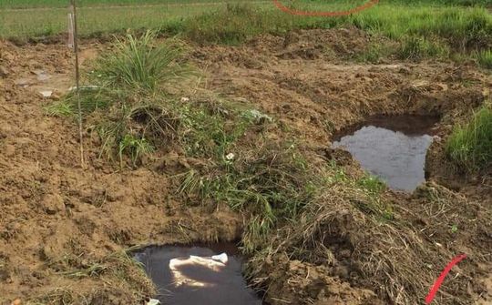 Hậu Lộc: Xã tiêu hủy lợn - Dân không dám dùng nước sạch
