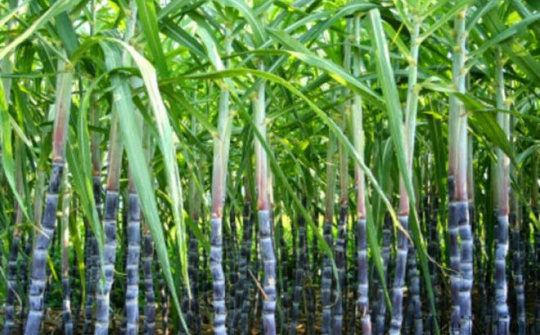 Nhiều quốc gia trong khu vực Đông Nam Á tìm giải pháp cho ngành mía đường