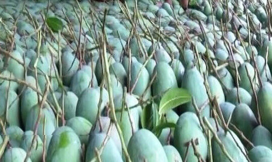 Xoài Sơn La chính thức xuất ngoại