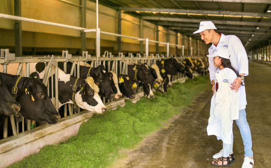 Nghìn cô bò hạnh phúc hôm nay, triệu ly sữa học đường tươi ngon ngày mai