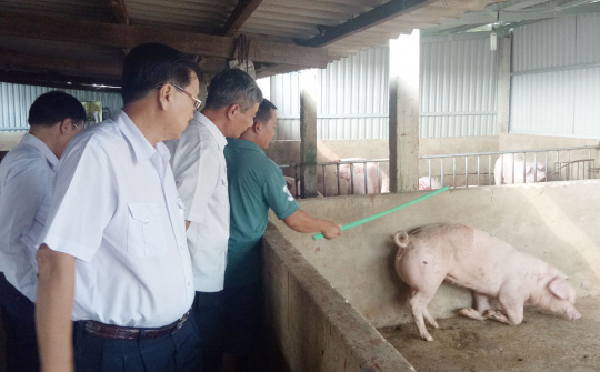 Long An chủ động phòng tránh dịch tả heo Châu Phi