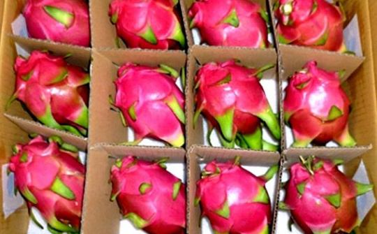 New Zealand hỗ trợ xây dựng chuỗi giá trị trái thanh long xuất khẩu