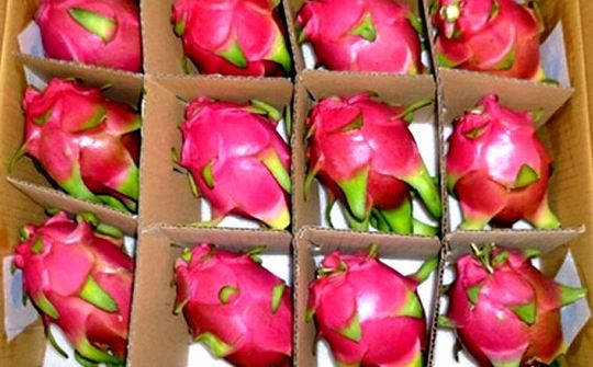 New Zealand hỗ trợ xây dựng chuỗi giá trị trái thanh long xuất khẩu