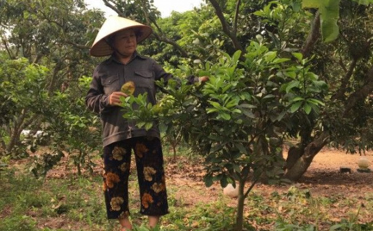 Hải Dương: Gian nan gìn giữ điệu hát Sọong cô