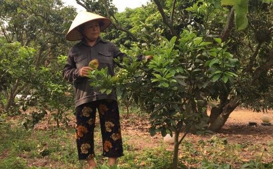 Hải Dương: Gian nan gìn giữ điệu hát Sọong cô