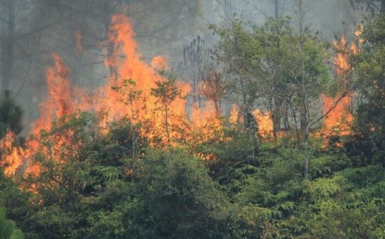 Khởi tố đối tượng gây cháy rừng ở Hà Tĩnh