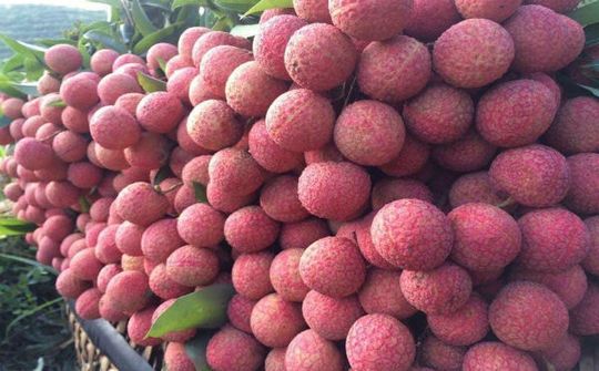 Bắc Giang thu về hơn 6.300 tỷ đồng từ quả vải thiều