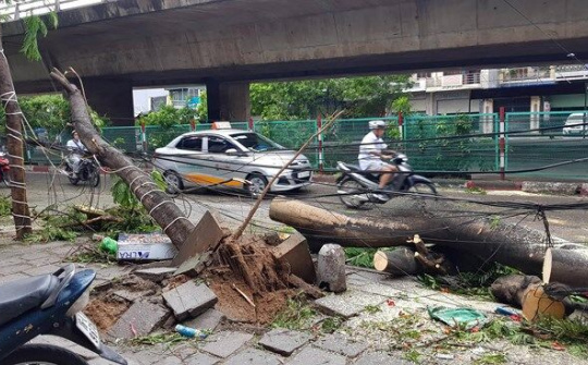 Hải Phòng: Thu gom cây đổ, rác thải và tiêu thoát nước sau cơn bão số 2