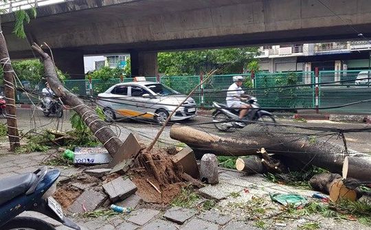 Hải Phòng: Thu gom cây đổ, rác thải và tiêu thoát nước sau cơn bão số 2