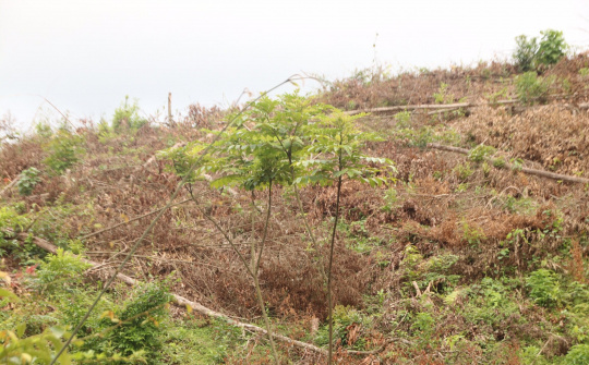 Hoành Bồ: Rừng bị tàn phá, trách nhiệm thuộc về ai?