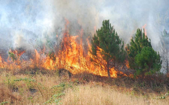 Cảnh báo nguy cơ cháy rừng tại nhiều nước ASEAN