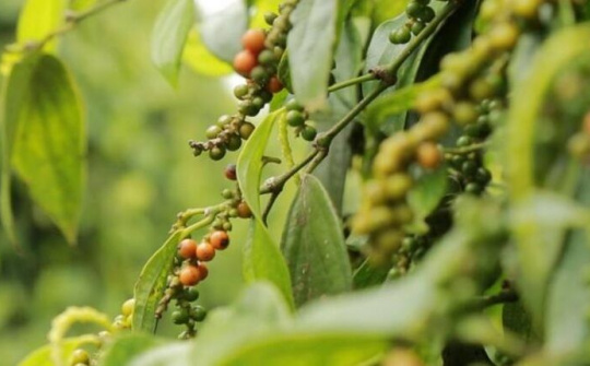 Tìm lại thị trường cho hồ tiêu Việt Nam