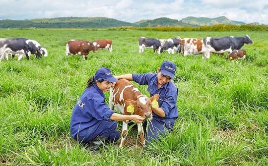 Vinamilk tiếp tục nằm trong tốp doanh nghiệp xuất sắc châu Á