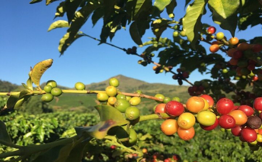 Việt Nam, Brazil củng cố vị trí hàng đầu trên thị trường cà phê thế giới