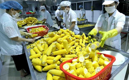 Từ 1/9 Ủy ban Châu Âu (EU) sẽ kiểm tra chặt chẽ với nhiều loại nông sản của Việt Nam