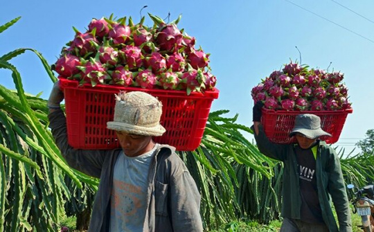 Xây dựng chỉ dẫn địa lý cho nông sản